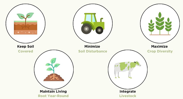 What Is Soil Regeneration Farming and Why Is It Important