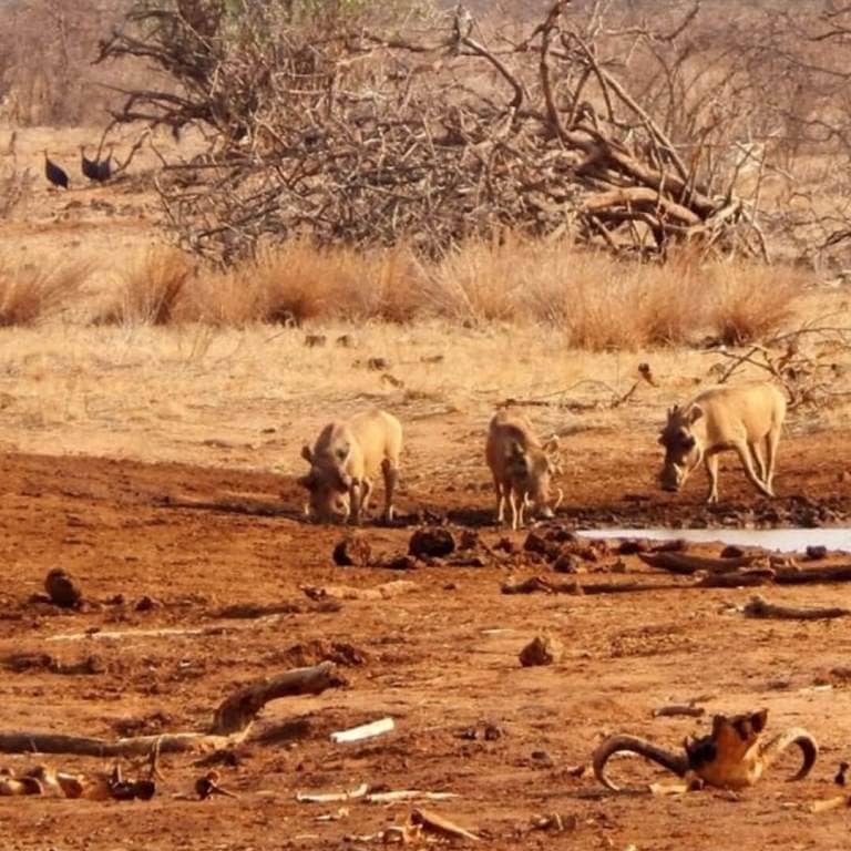 Loss of Biodiversity