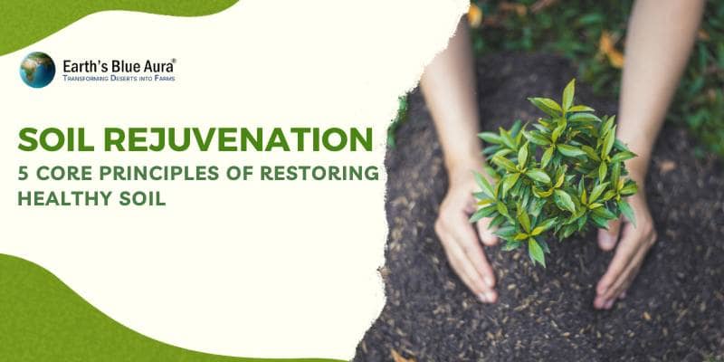 Soil Rejuvenation 5 Core Principles Of Restoring Healthy Soil