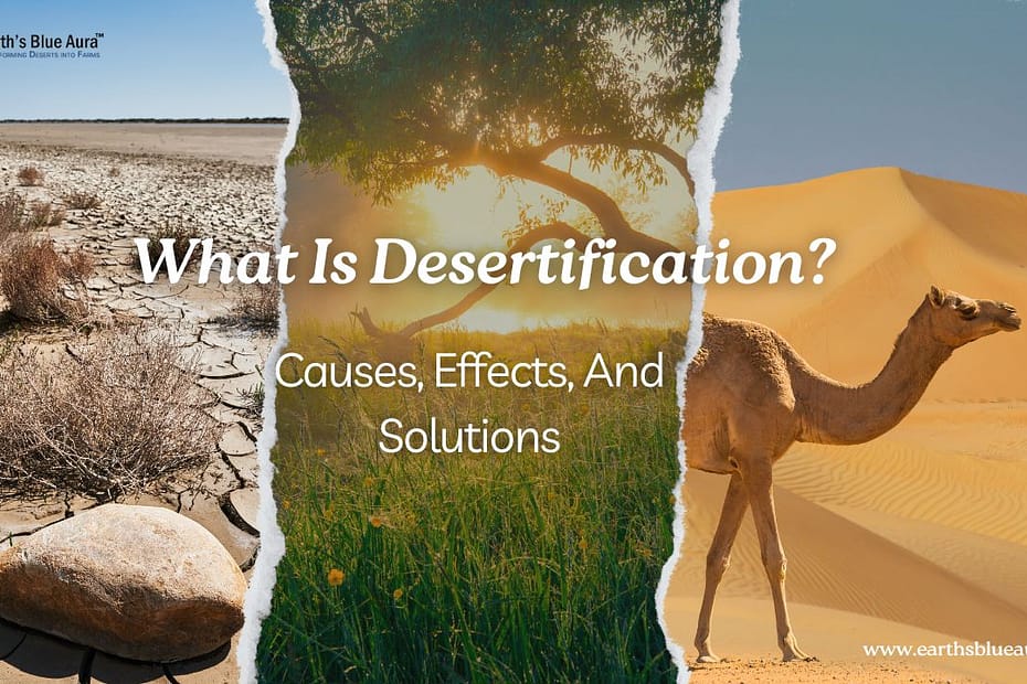 What Is Desertification? Causes, Effects, And Solutions
