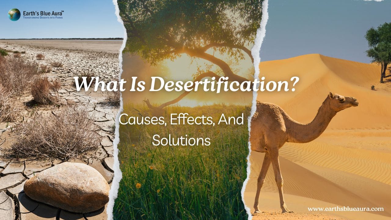 What Is Desertification? Causes, Effects, And Solutions