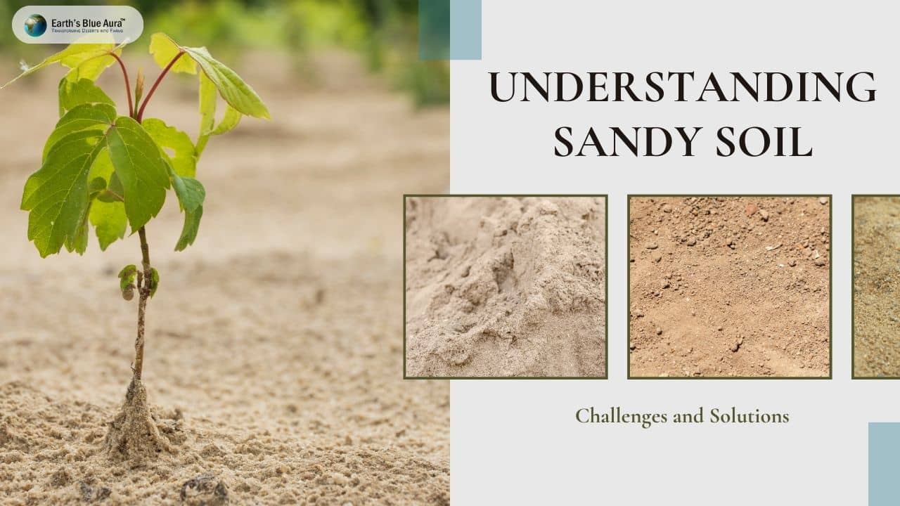 Understanding Sandy Soil: Challenges and Solutions